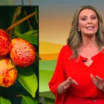 Globo Rural registra mais que SBT e Record juntas