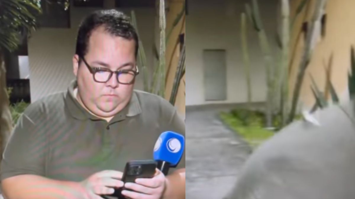 Barata no Ombro do reporter